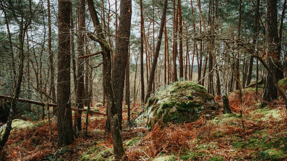 The Fontainebleau Forest is perfect for experienced hikers and tired travellers alike. Credits: @matnapo on Unsplash