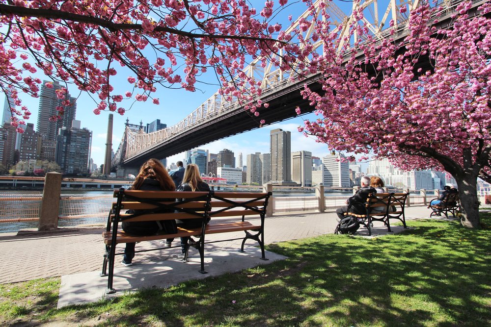 Rest and enjoy the view under the cherry blossom tree.