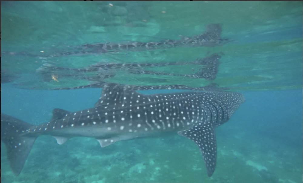 Oslob Whale Shark Watching Join In Day Tour - PH