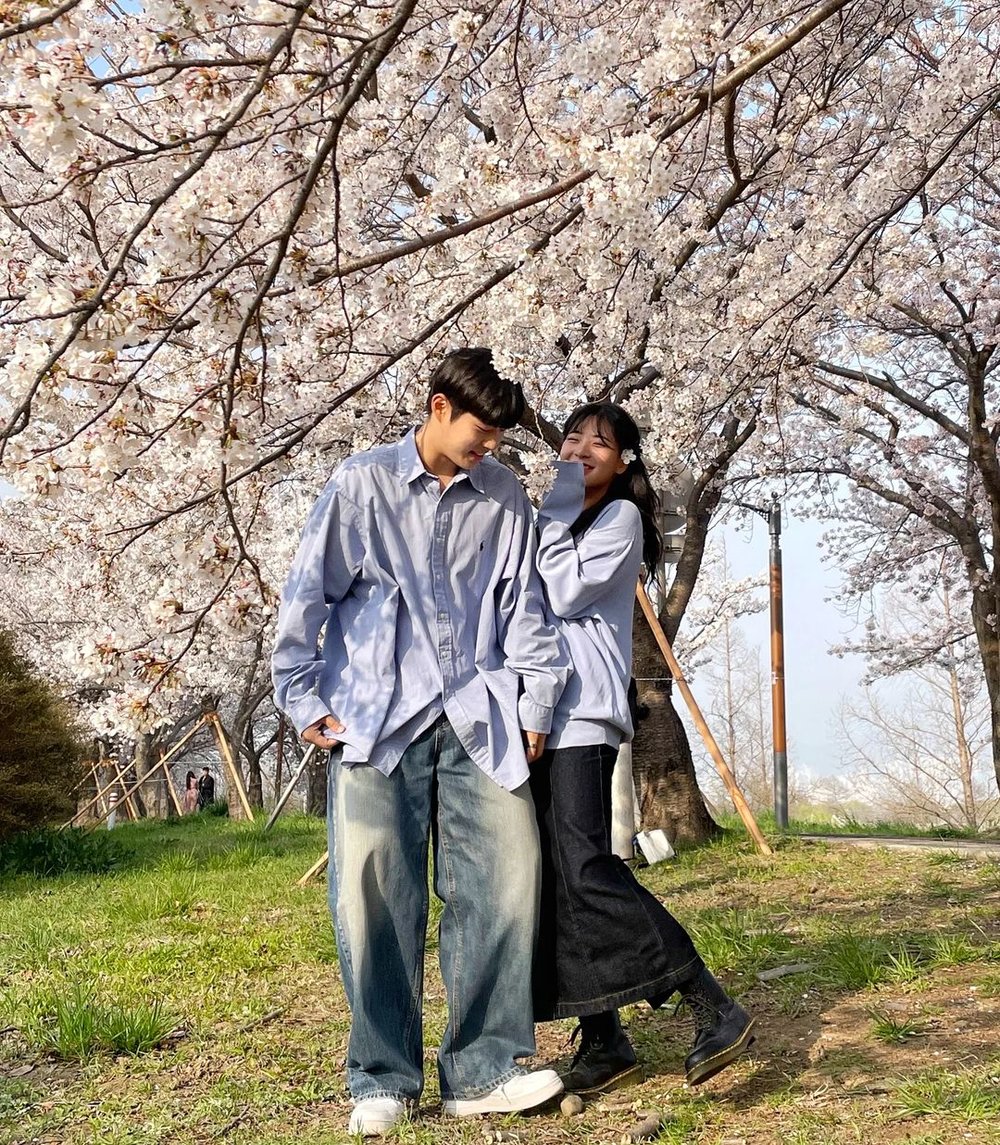 busan cherry blossom