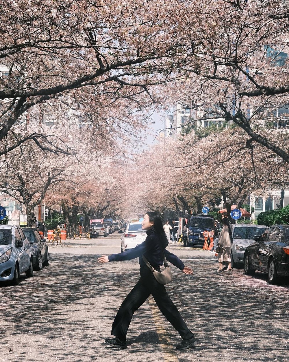 Namcheon-dong busan cherry blossom