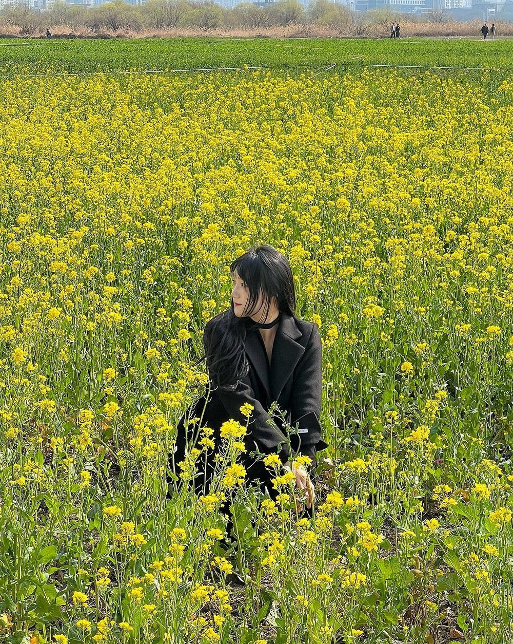 Daejeo Ecological Park Busan cherry blossom
