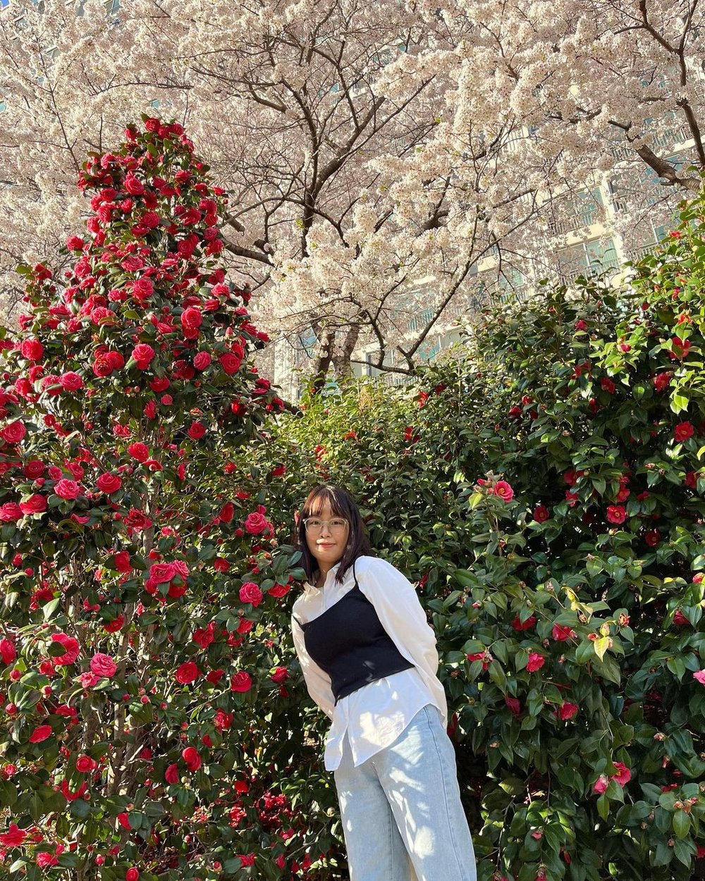 Oncheoncheon busan cherry blossom