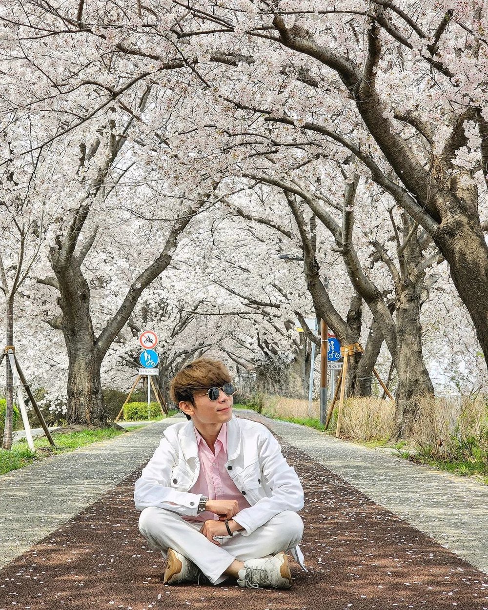 Oncheoncheon busan cherry blossom