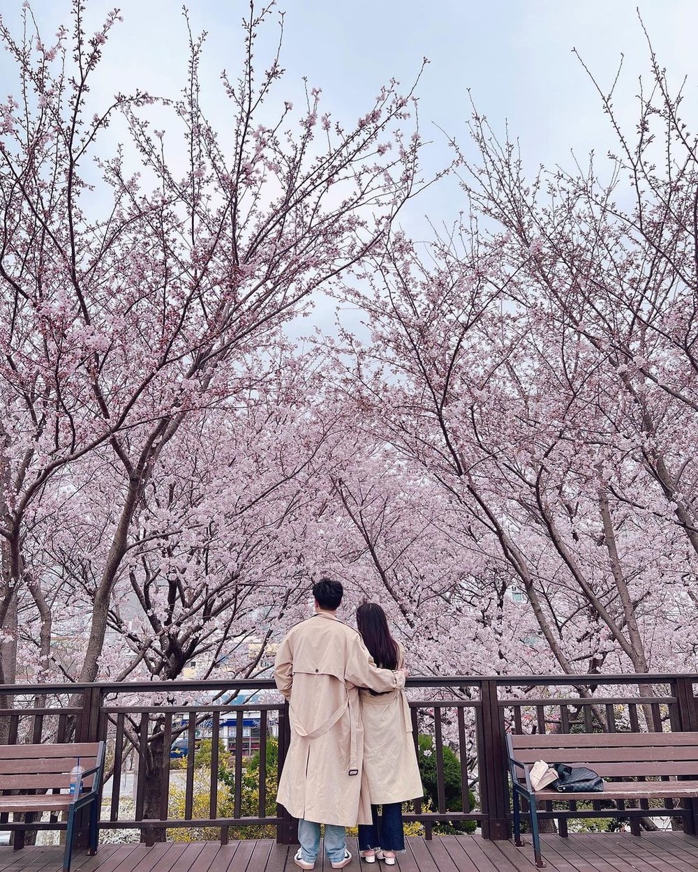 Ocheoncheon busan cherry blossom