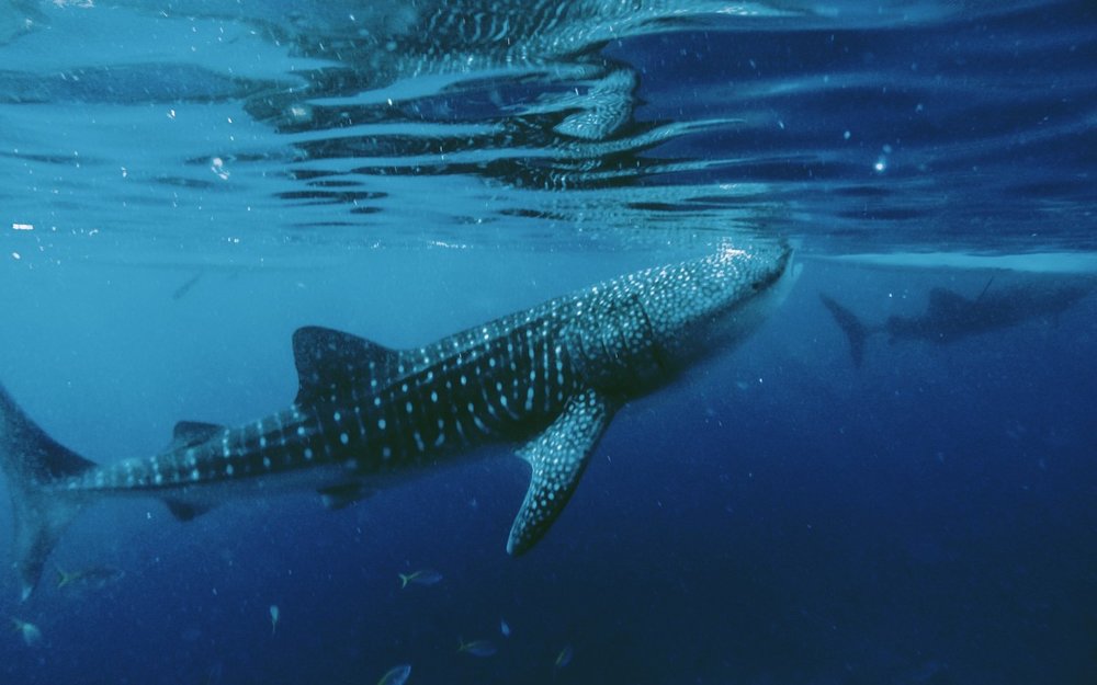 dia-diem-du-lich-cebu