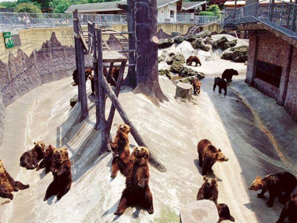 阿蘇火山景點 #4 阿蘇卡德利動物樂園