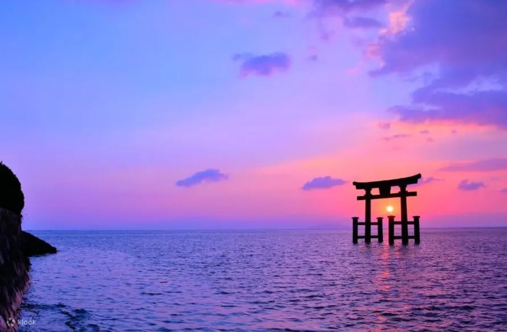京都自駕-白鬚神社的水上鳥