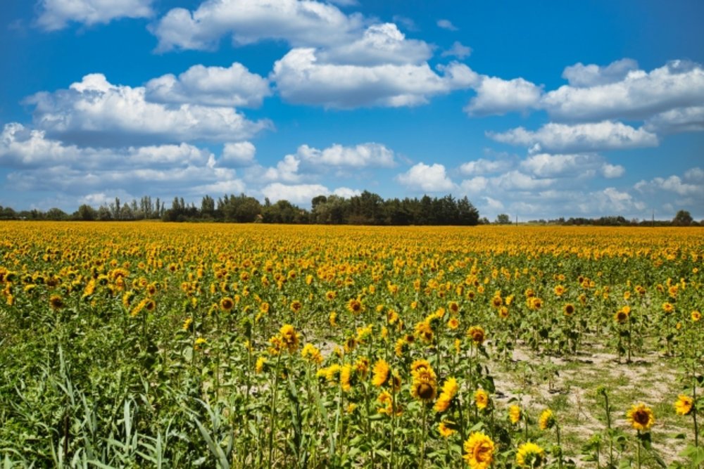 フランス アルル（Arles）