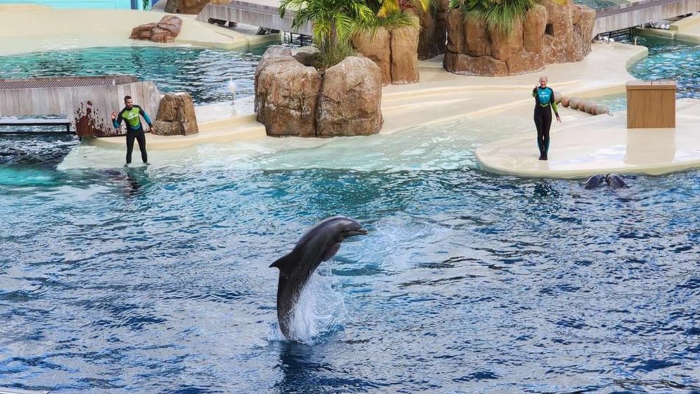 Learn about the fascinating behaviour of sea animals in live encounters!