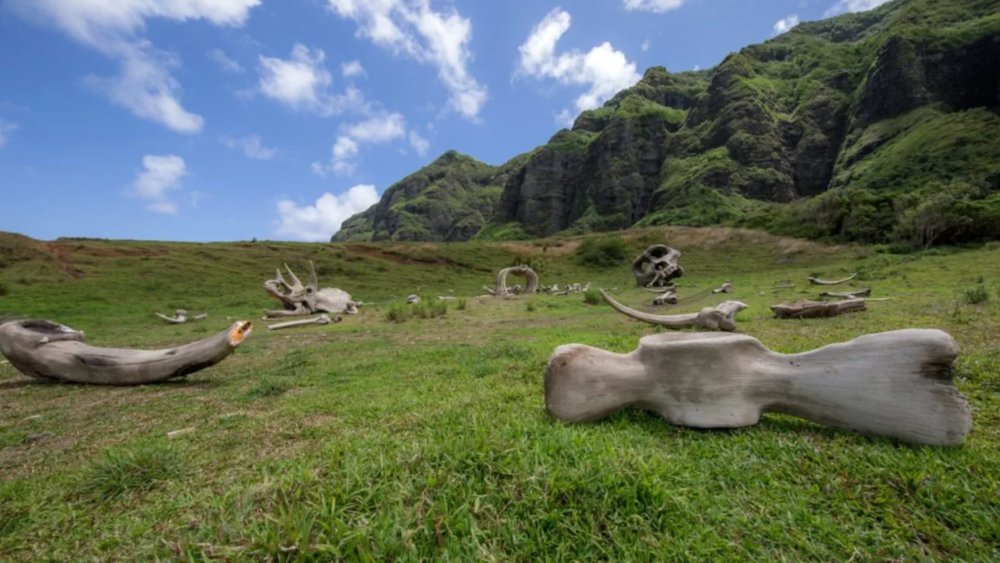 Appearing in countless Hollywood shows, the Kualoa Ranch is one of the busiest Honolulu attractions today. 