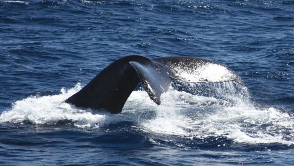 Viewing the Hawaiian whales is a memorable experience you'll cherish forever!