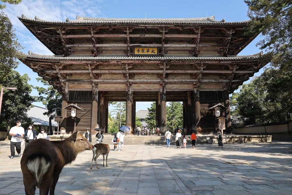 京都到奈良 鹿在廟前面