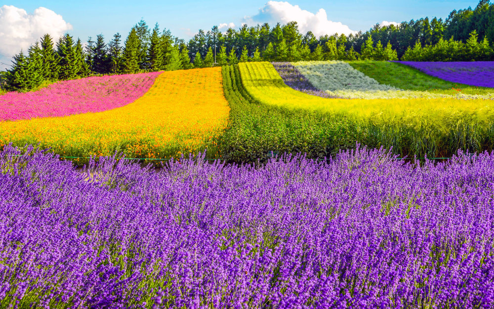 du-lich-nhat-ban-mua-he