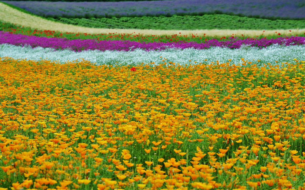 du-lich-nhat-ban-mua-he