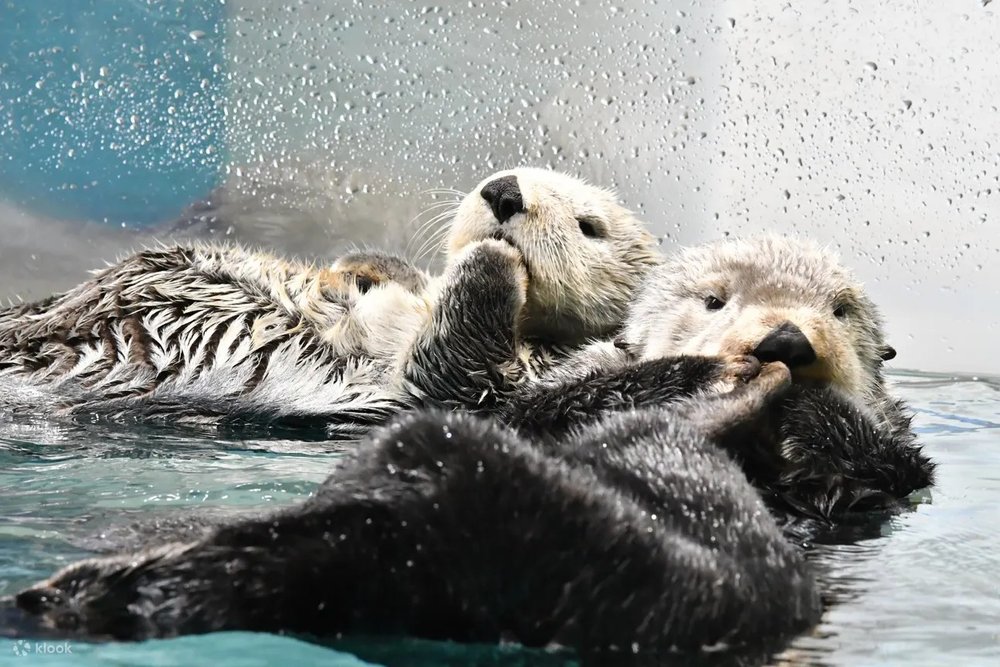福岡機場租車景點推薦 福岡海之中道海洋世界