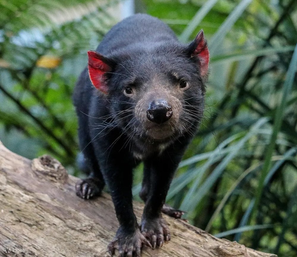 ゴールドコースト　カランビン動物園　タスマニアデビル