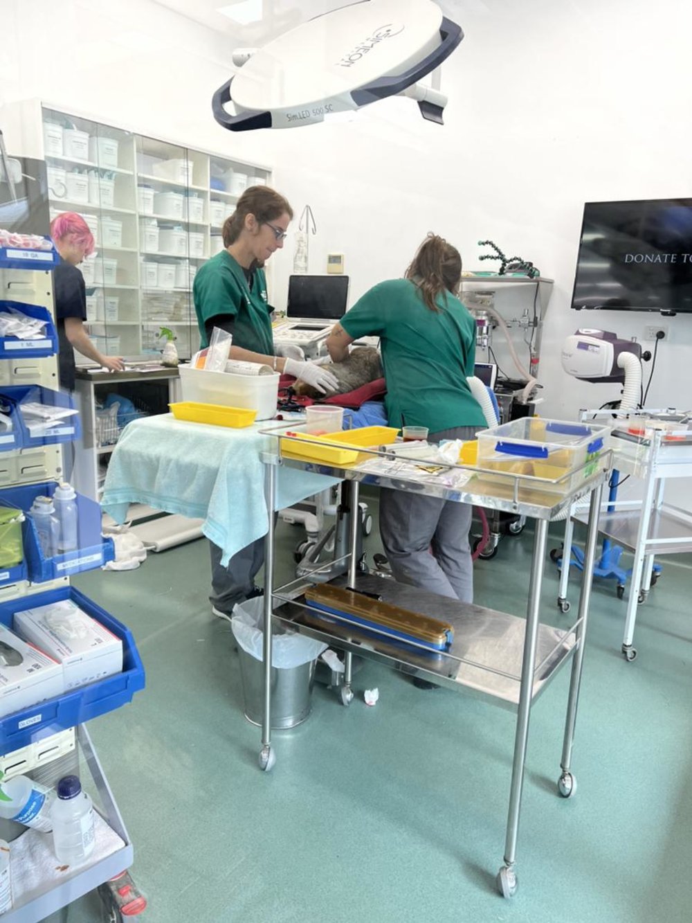 ゴールドコースト　カランビン動物園　カランビン野生動物病院