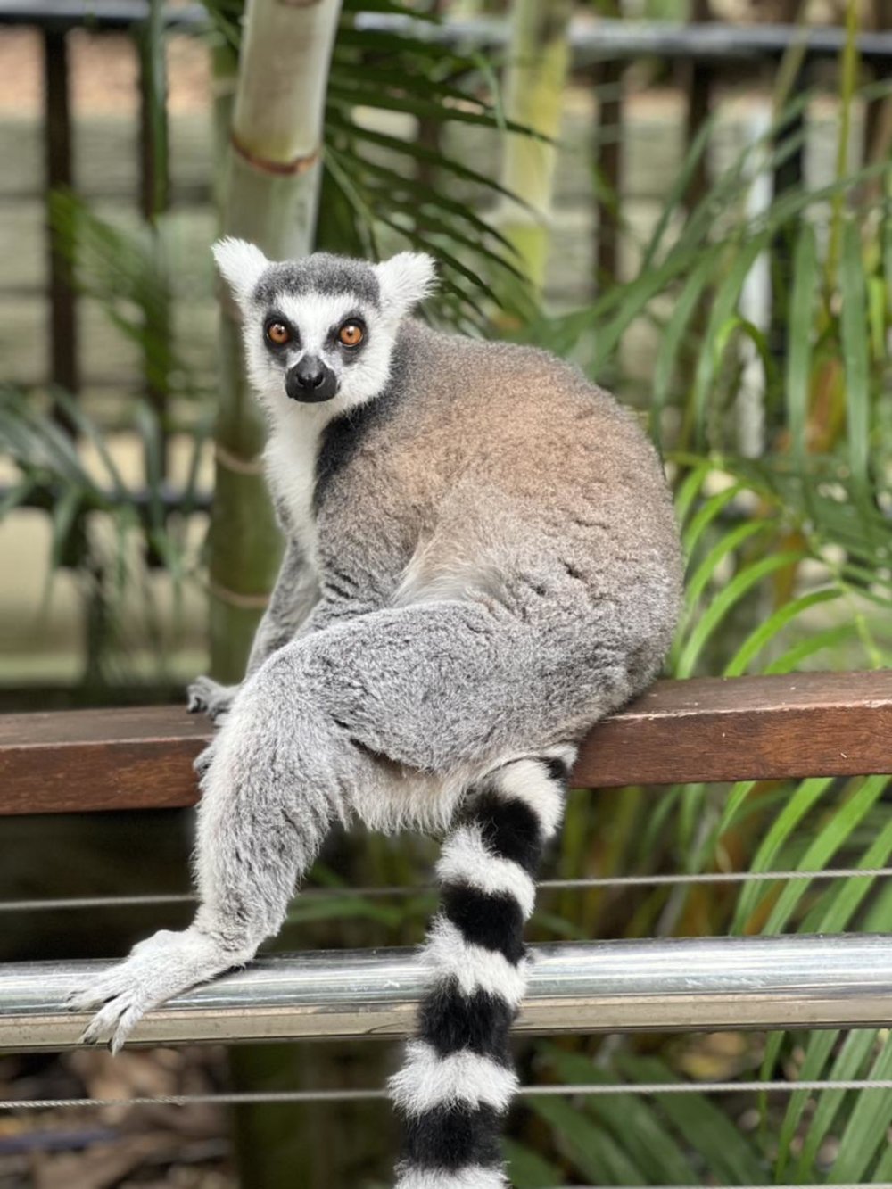ゴールドコースト　カランビン動物園　9つのエリア