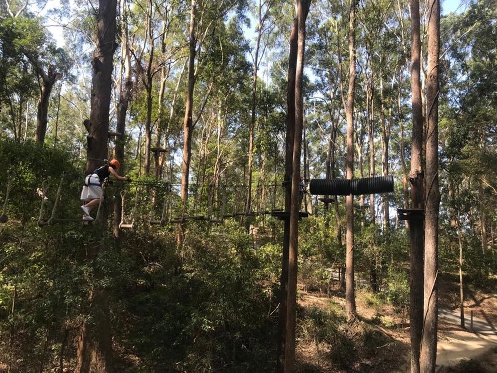 ゴールドコースト　カランビン動物園　ツリートップ・チャレンジ
