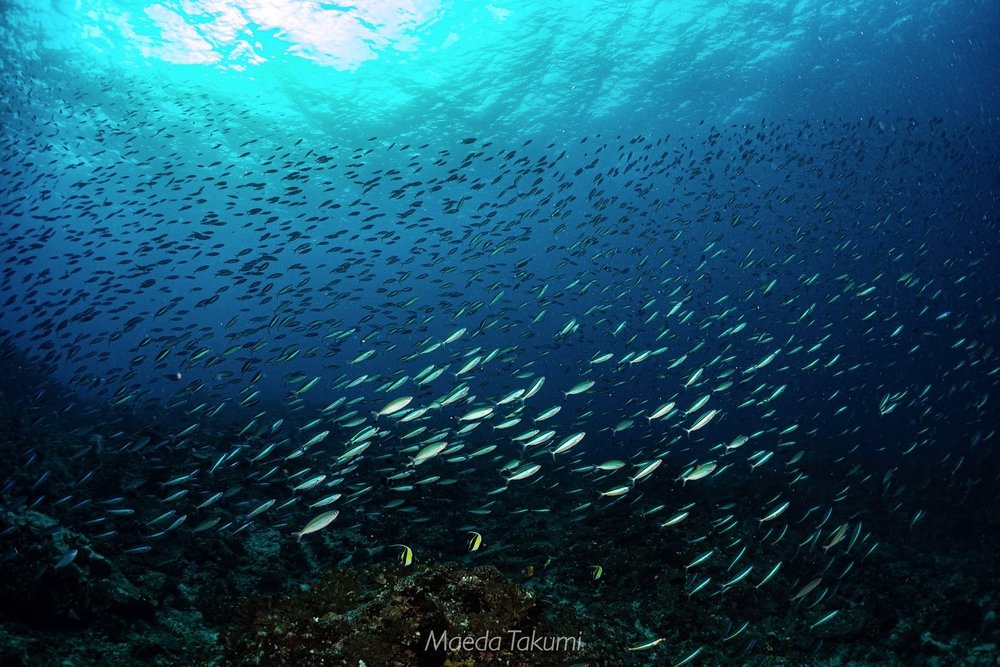 TH 沖繩潛水地點-久米島