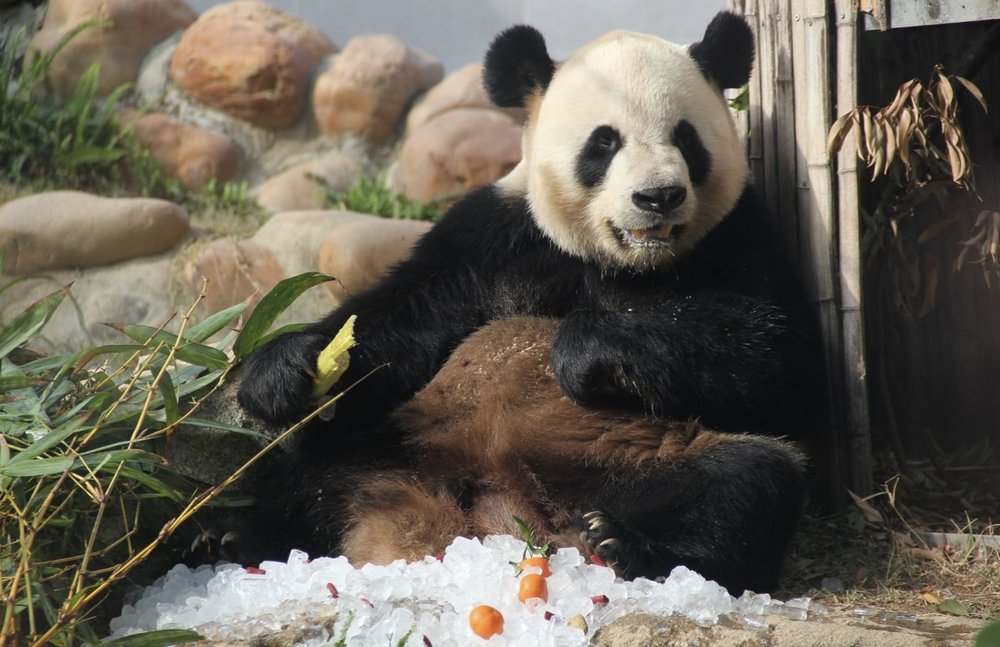 macau panda pavilion