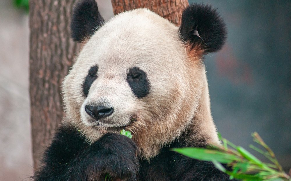 kinh-nghiem-du-lich-trung-khanh