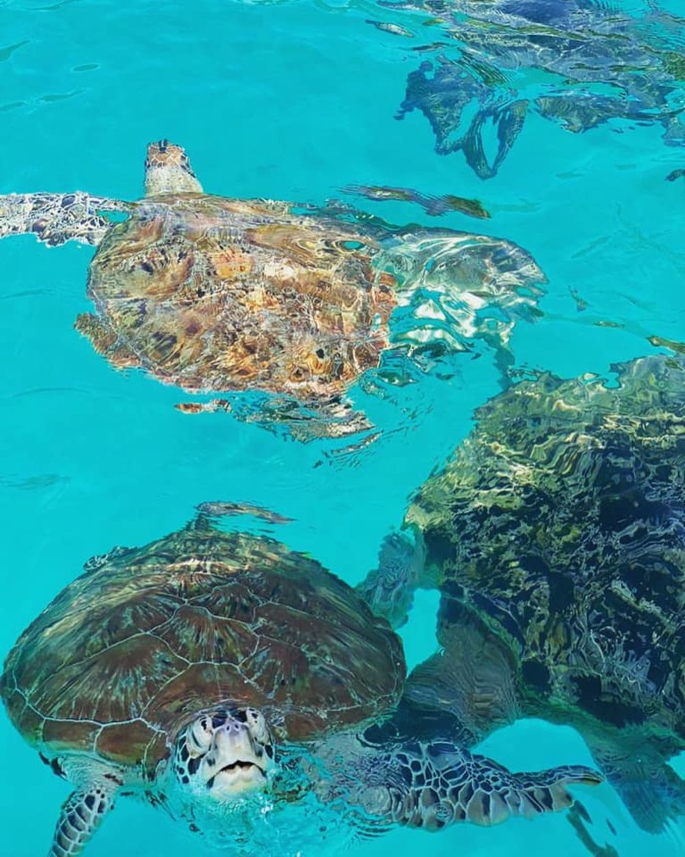 redang de' rimba resort