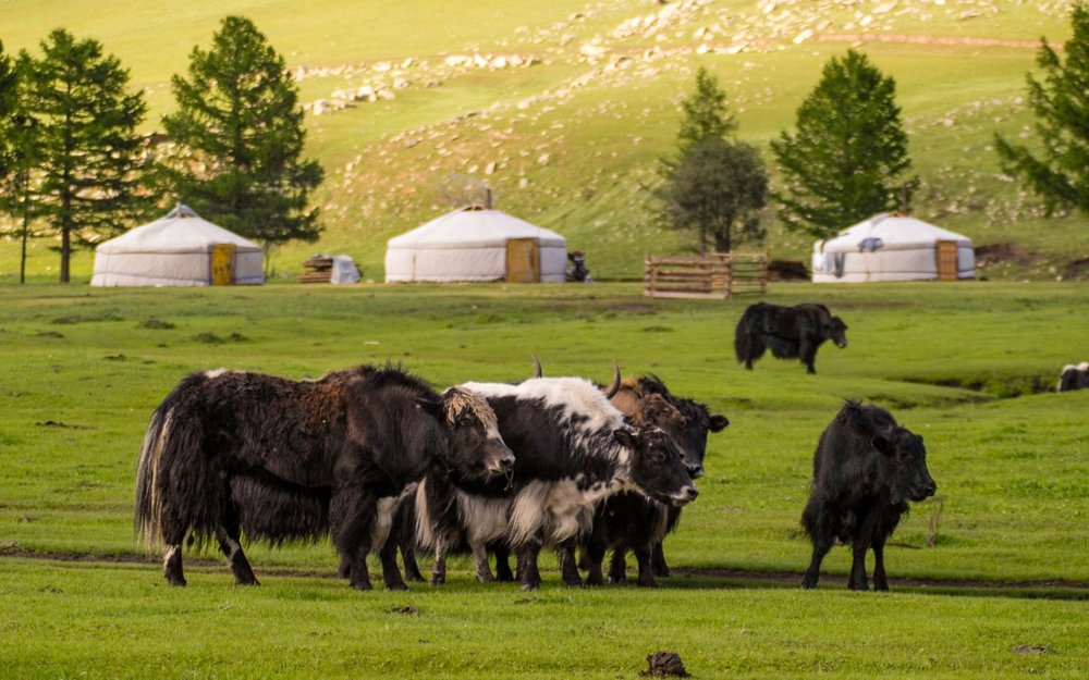Du Lịch Mông Cổ - Khám Phá "Trái Tim" Hoang Dã Của Châu Á