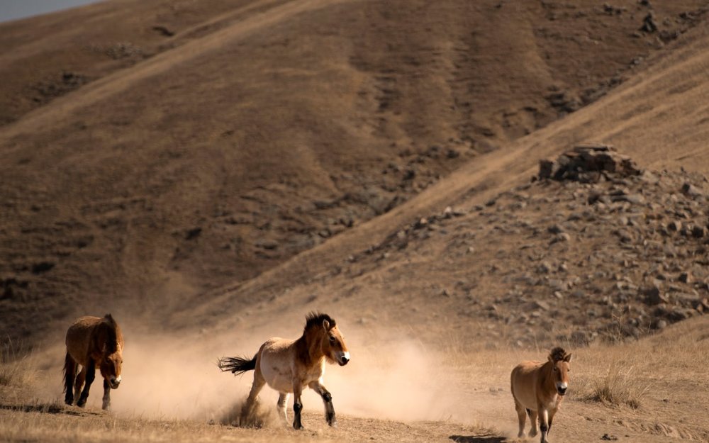 Ngắm Ngựa Hoang Tại Hustai National Park