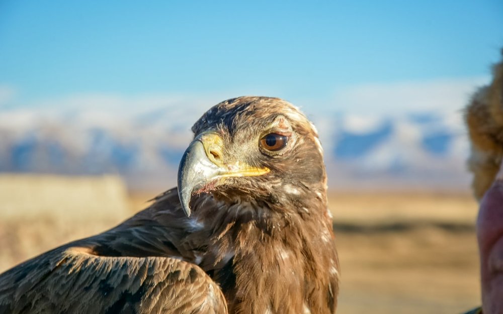 Chụp Ảnh Cực Cool Cùng Đại Bàng