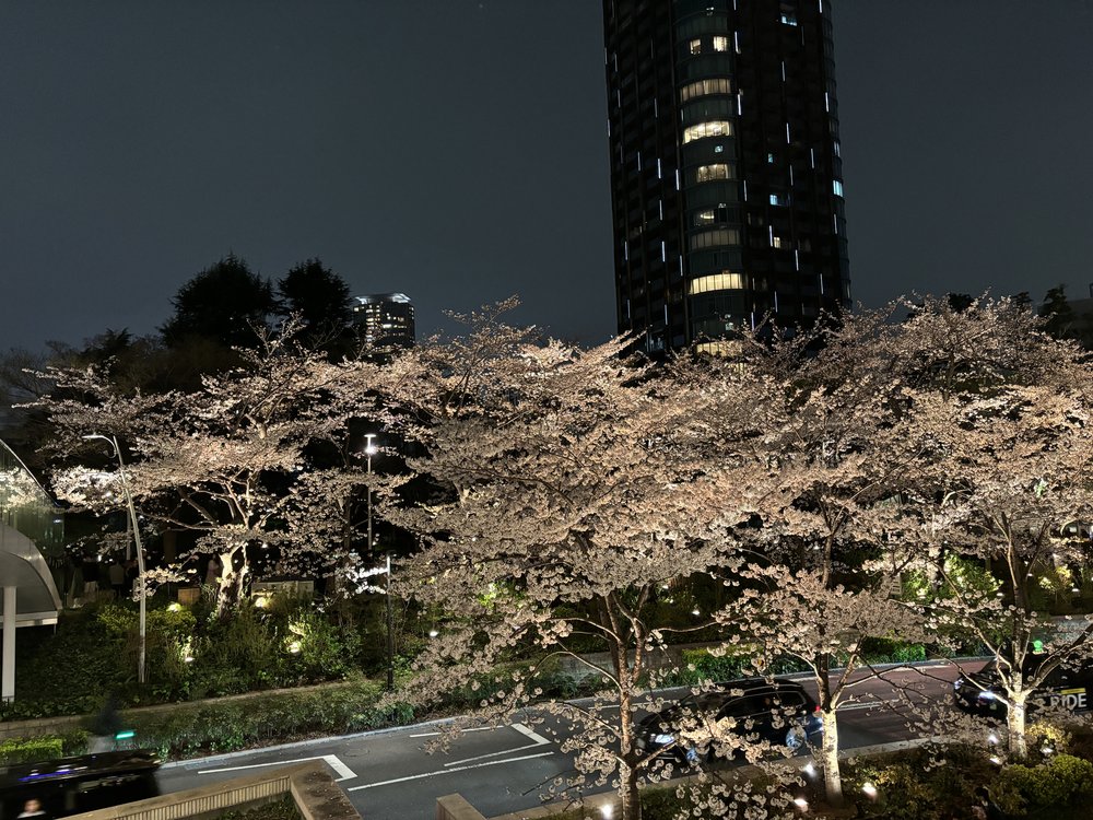 cherry blossoms during the night illuminated by street lights in tokyo
