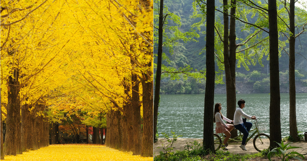 two-collage photo of nami island, one in autumn with yellow blooms, and one in spring with two people biking