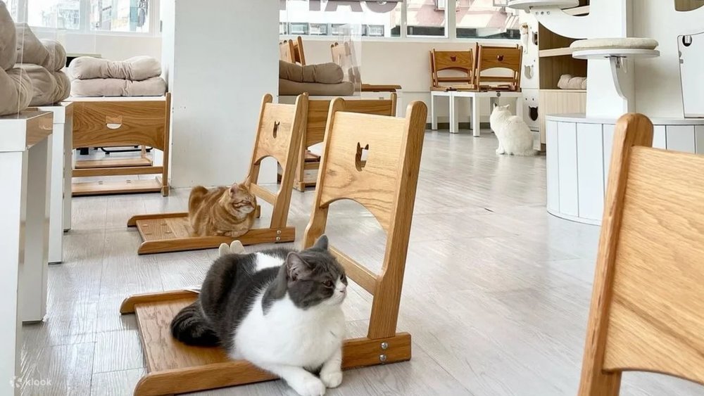 貓之茶房優閑時光