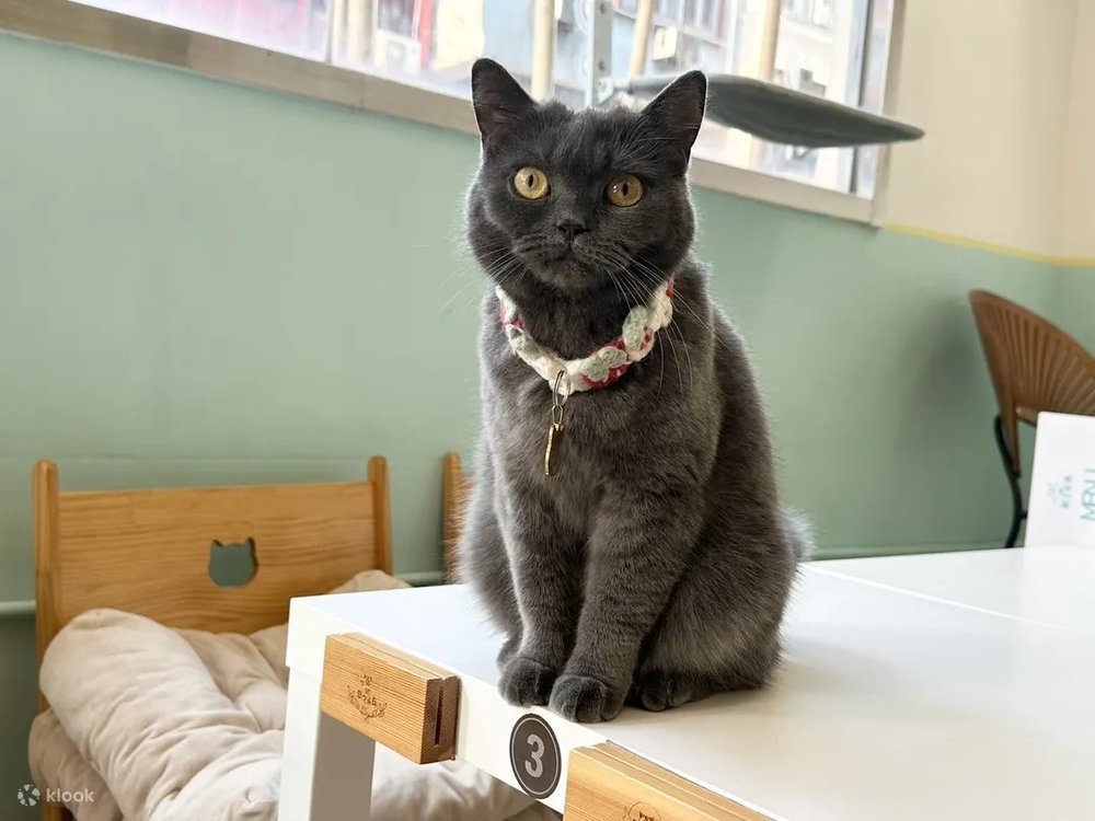 貓之茶房優閑時光