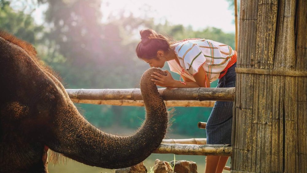  Elephant Care Sanctuary. 