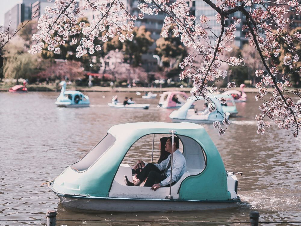 Rent a swan boat at Ueno Park