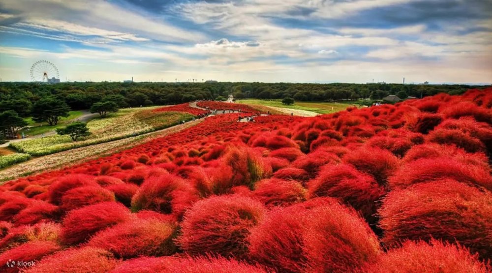 沿着國營常陸海濱公園掃帚草花田