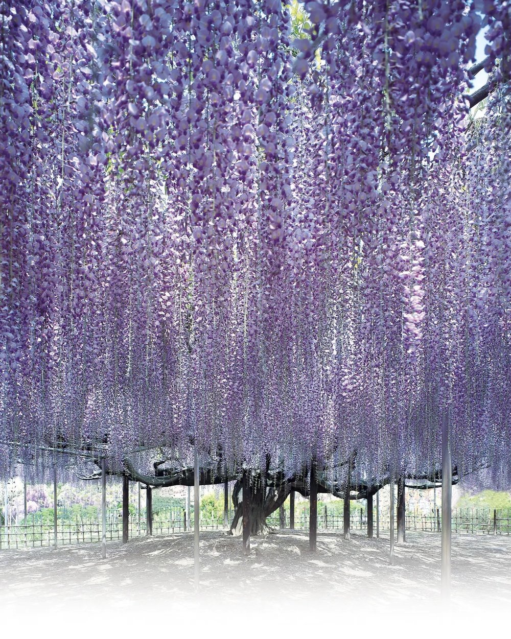 東京近郊景點 - 足利花卉公園 紫藤花