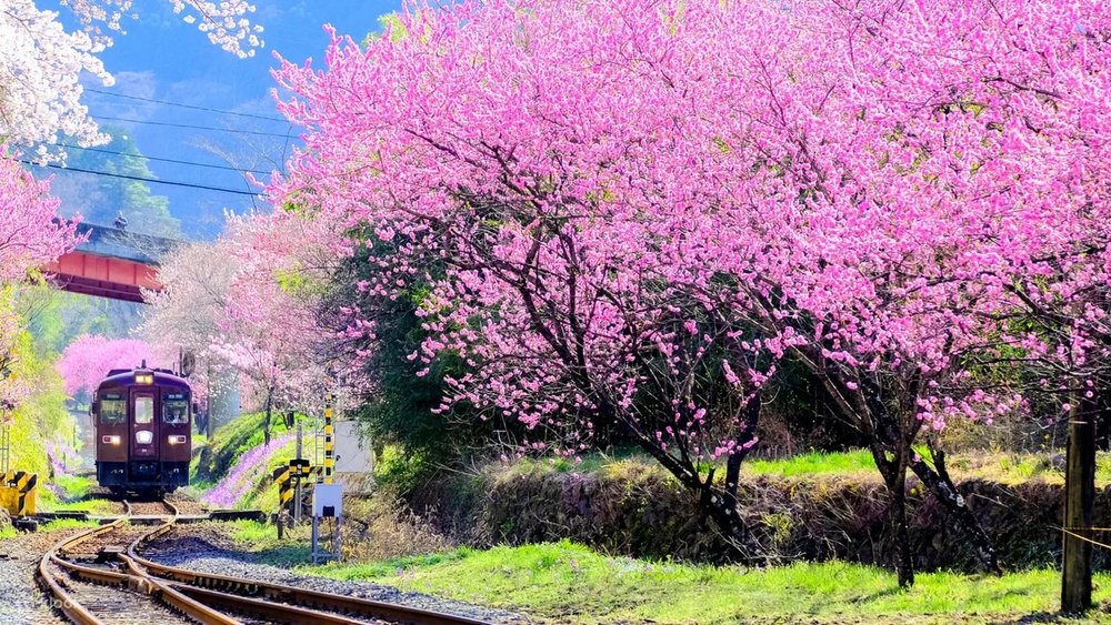 東京近郊景點 - 渡良瀨溪谷鐵道賞櫻