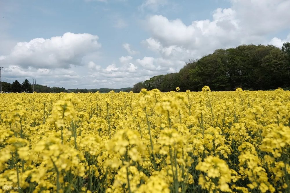 北海道花田 北海道花季 北海道天氣 富良野 北海道春季賞花｜櫻花、芝櫻、油菜花田