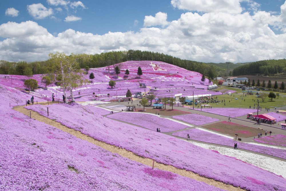 北海道芝櫻景點 - 東藻琴芝櫻公園