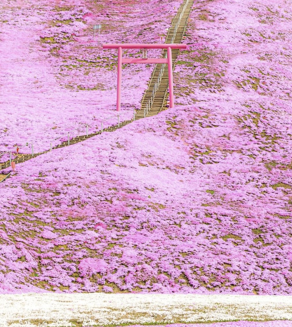 北海道芝櫻景點 - 東藻琴芝櫻公園