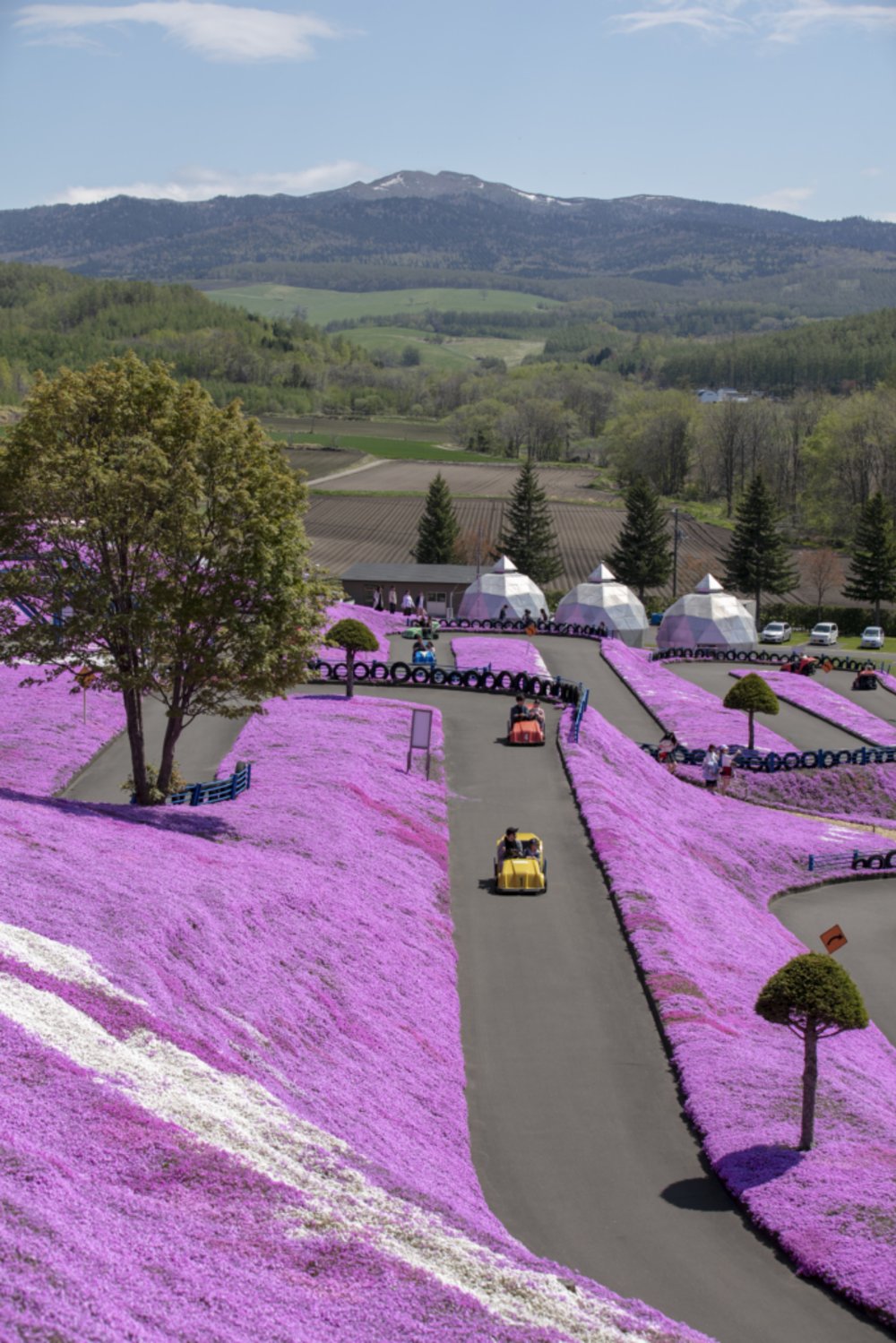 北海道芝櫻景點 - 東藻琴芝櫻公園
