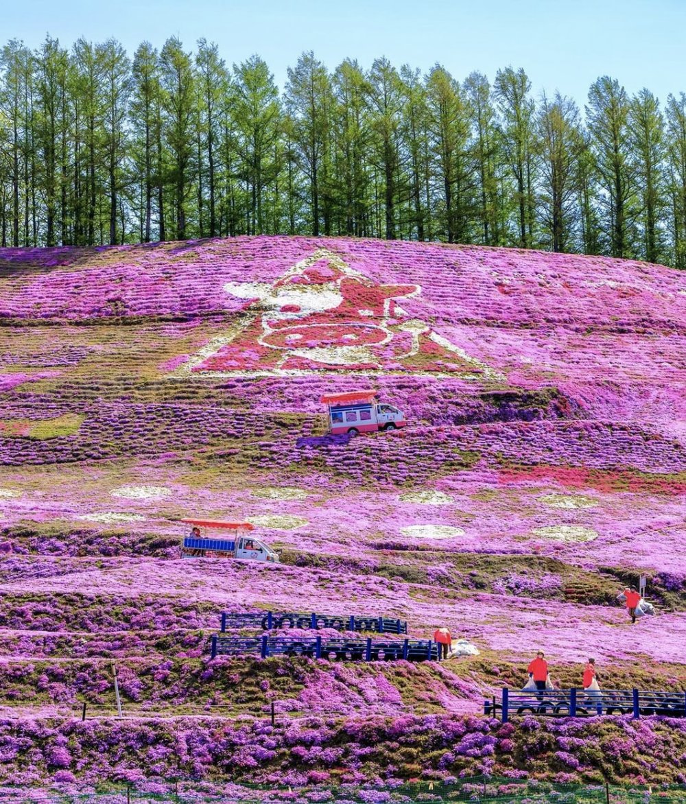 北海道芝櫻景點 - 東藻琴芝櫻公園
