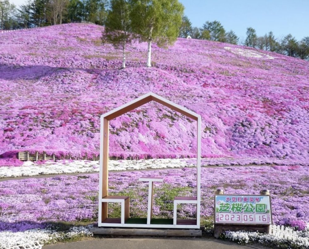 北海道芝櫻景點 - 東藻琴芝櫻公園
