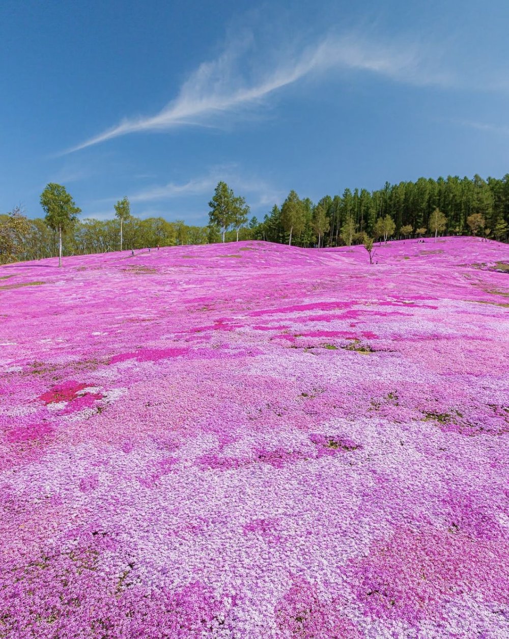 北海道芝櫻景點 - 瀧上芝櫻公園