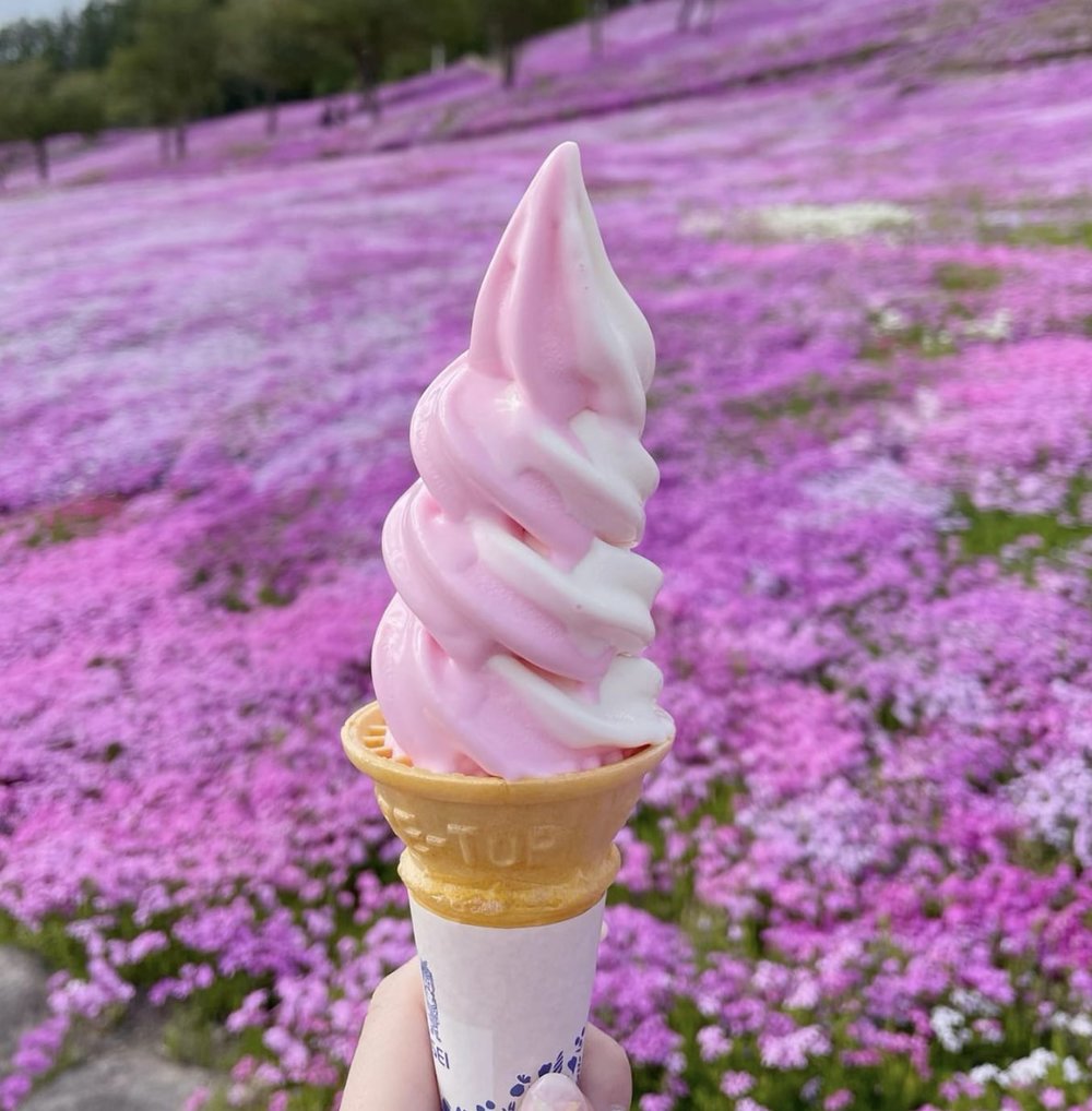 北海道芝櫻景點 - 瀧上芝櫻公園