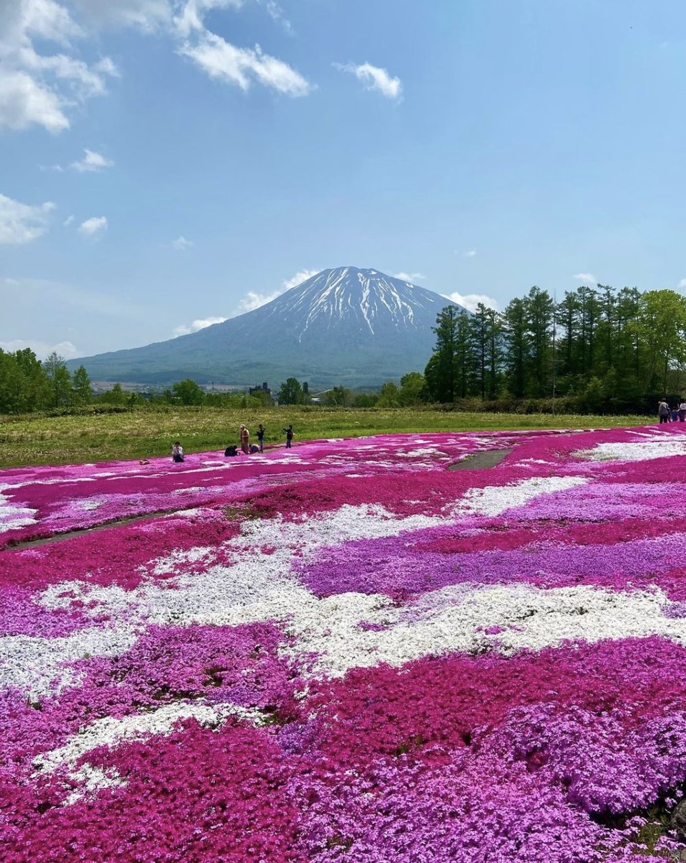 北海道芝櫻景點 - 三島先生的芝櫻庭園