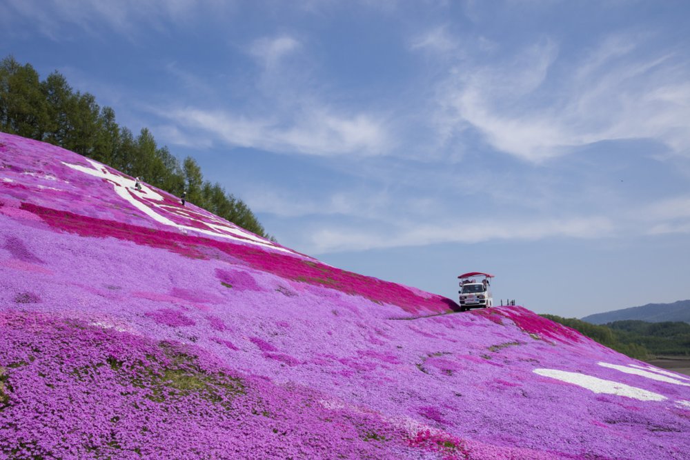 北海道芝櫻景點 - 東藻琴芝櫻公園